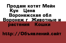 Продам котят Мейн- Кун › Цена ­ 15 000 - Воронежская обл., Воронеж г. Животные и растения » Кошки   